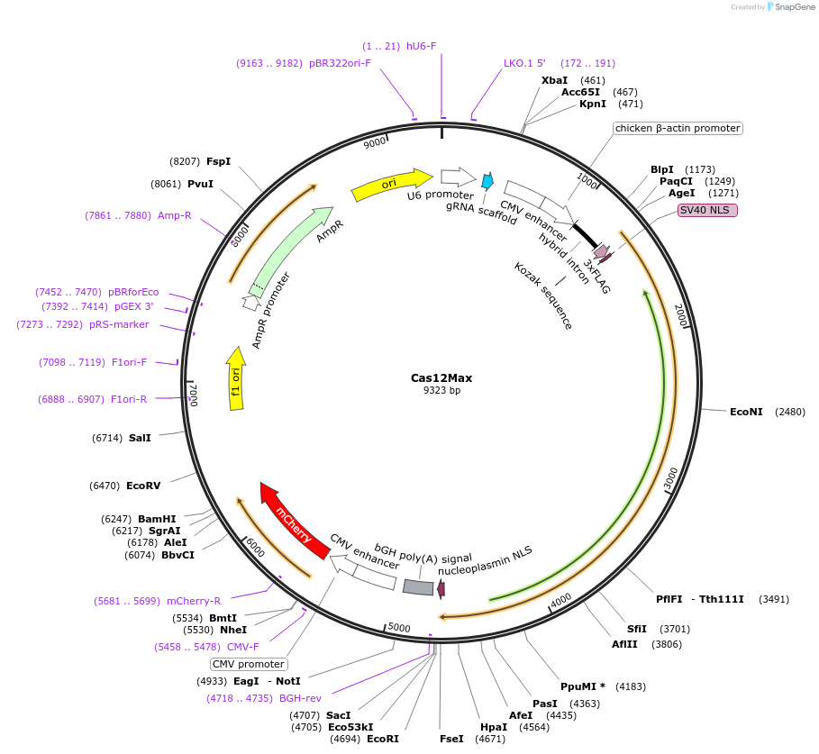 195334-plasmid-map-sequence-id-383108