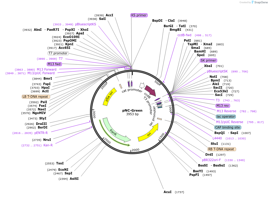 193394-plasmid-map-sequence-id-383129