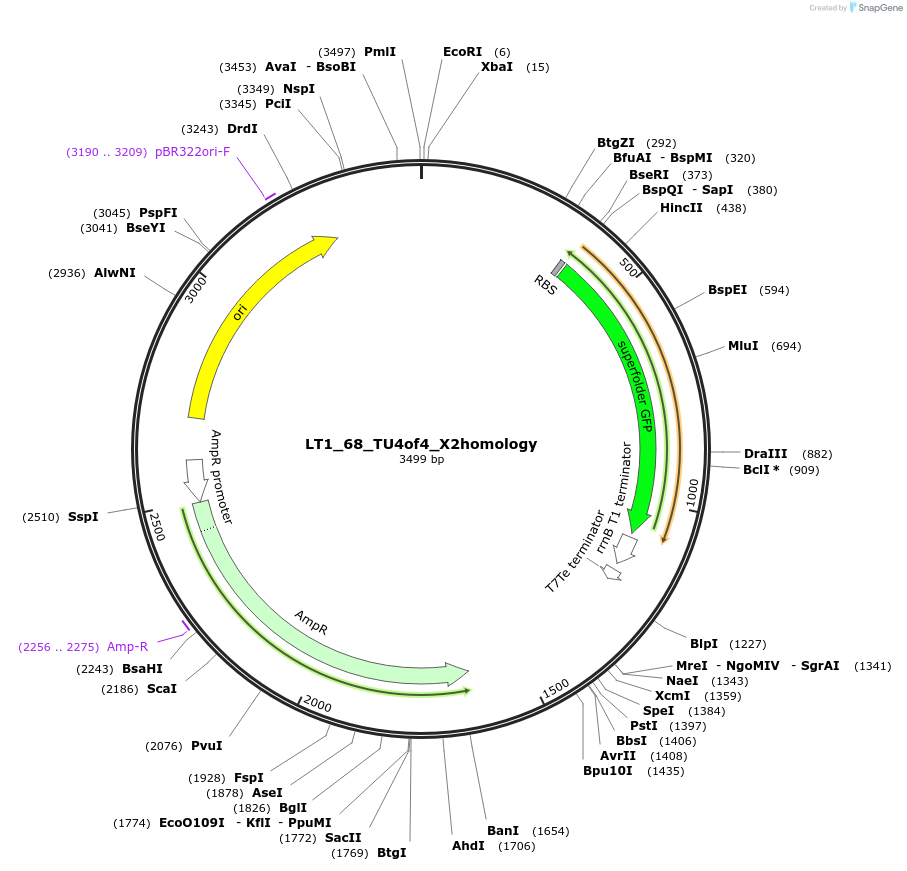 194410-plasmid-map-sequence-id-383132