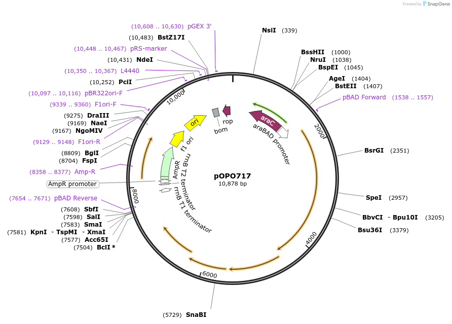 195302-plasmid-map-sequence-id-383138