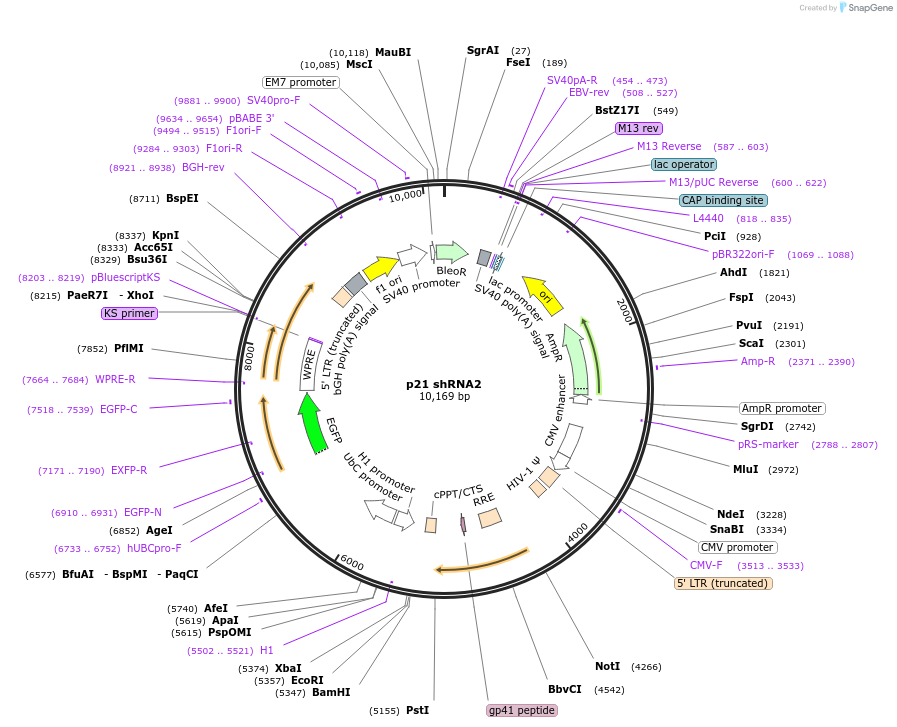 25869-plasmid-map-sequence-id-383141