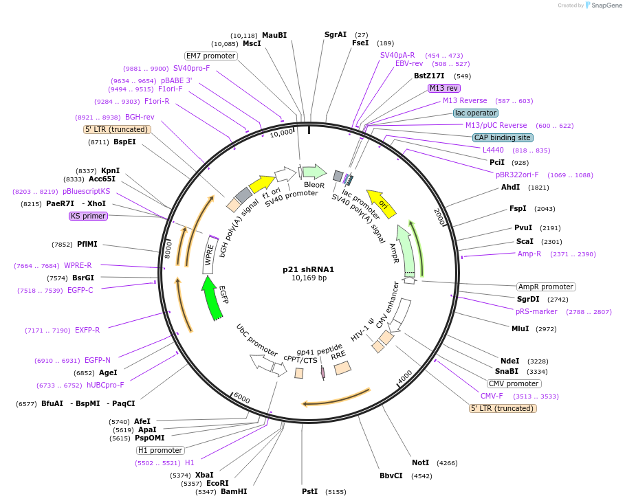 25868-plasmid-map-sequence-id-383146