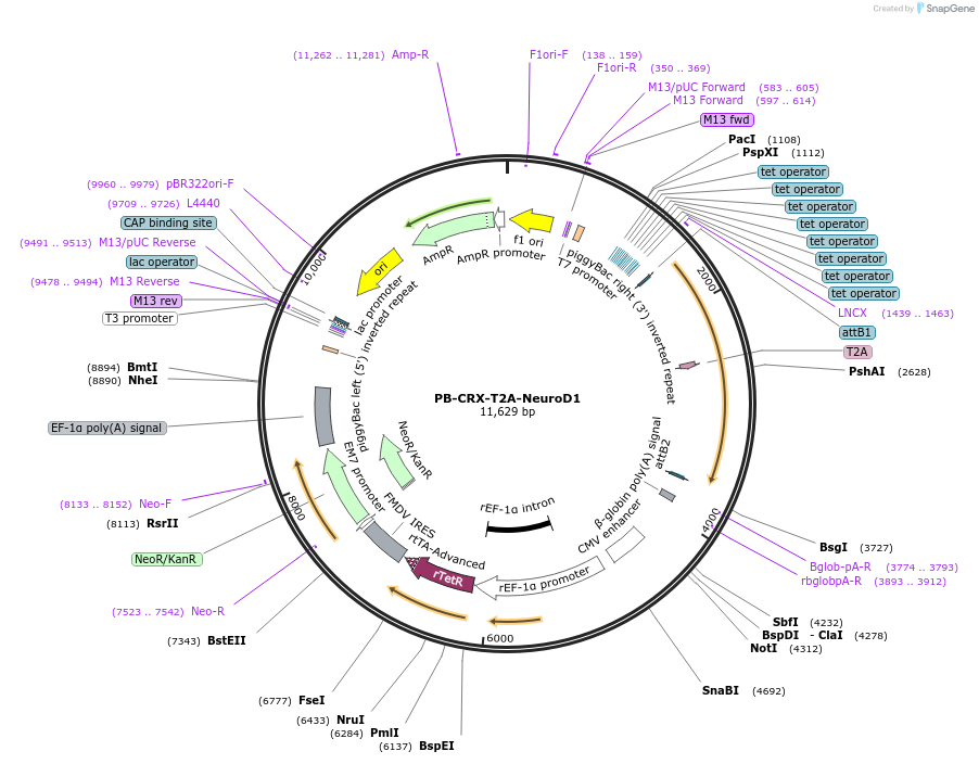 194607-plasmid-map-sequence-id-383147