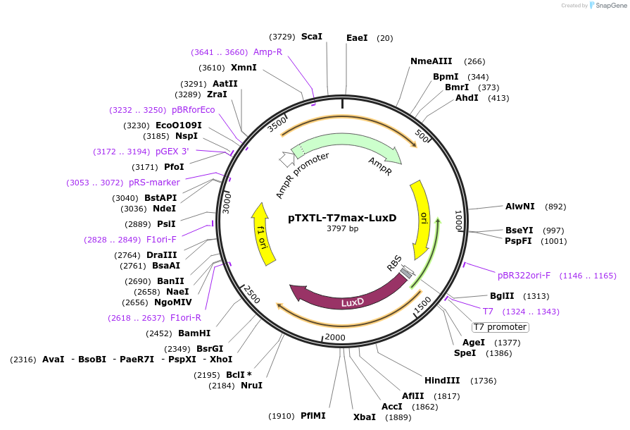 188308-plasmid-map-sequence-id-383148