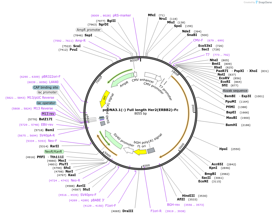 194330-plasmid-map-sequence-id-383149