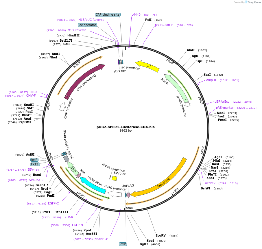 189981-plasmid-map-sequence-id-383158