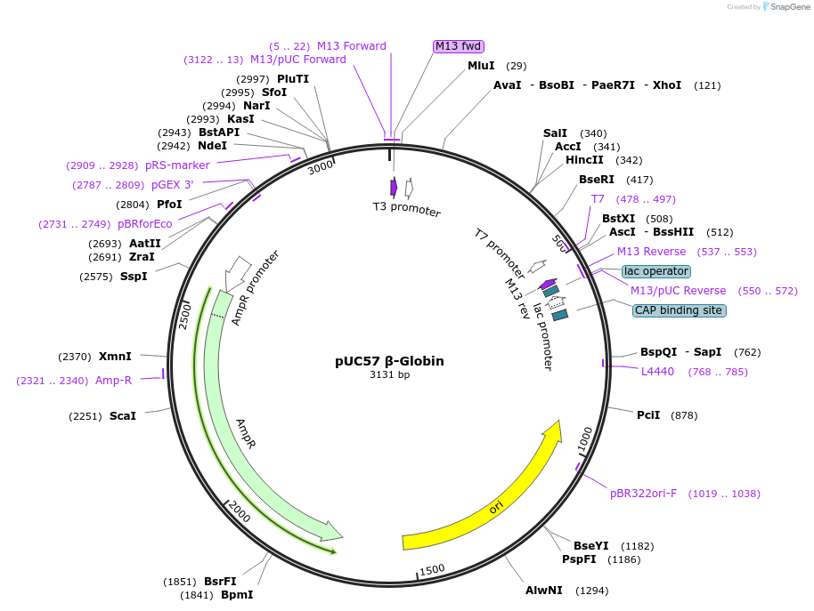 194437-plasmid-map-sequence-id-383161