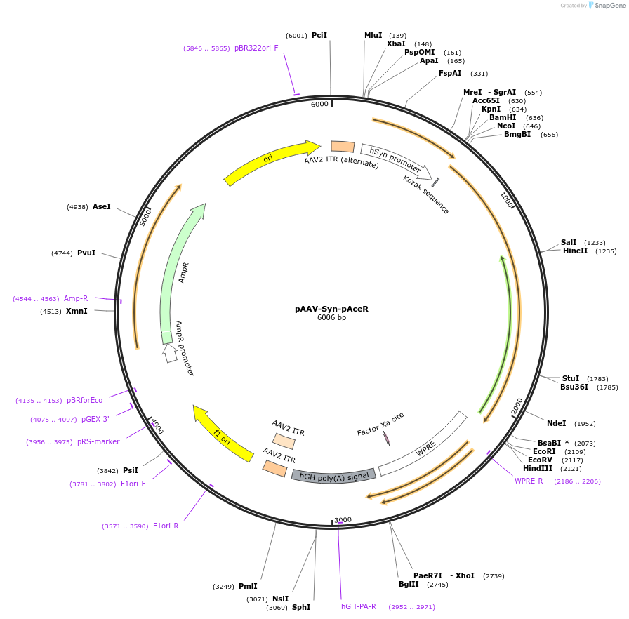 195521-plasmid-map-sequence-id-383165