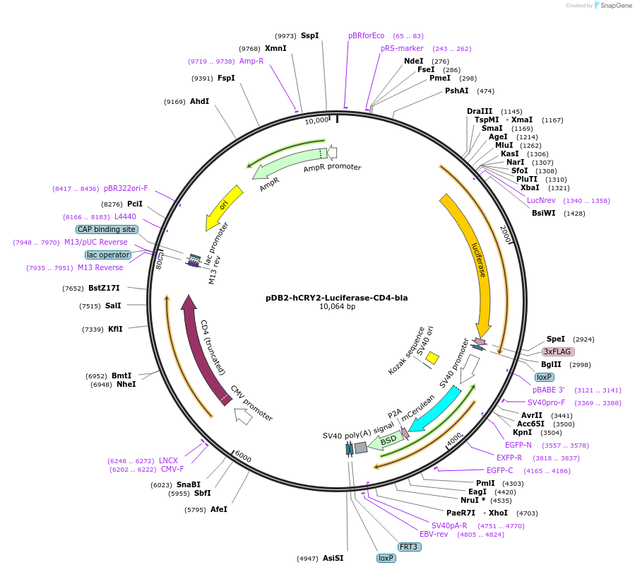 189985-plasmid-map-sequence-id-383200