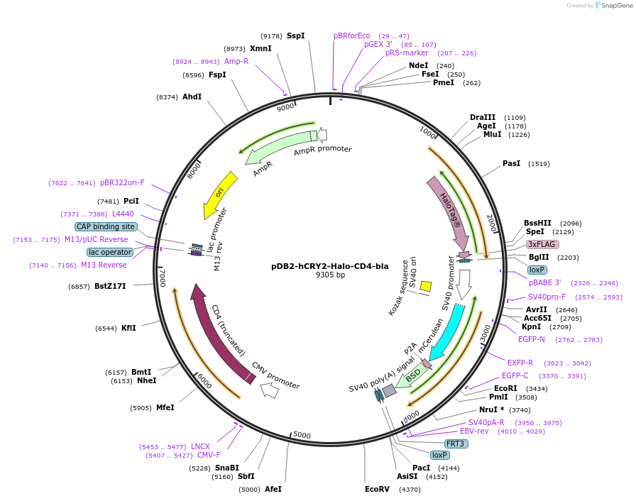 189986-plasmid-map-sequence-id-383203