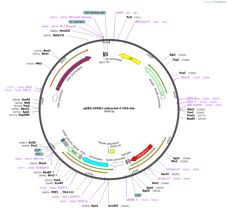 189980-plasmid-map-sequence-id-383204