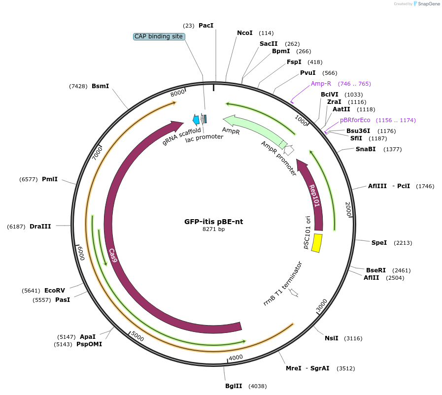 195343-plasmid-map-sequence-id-383225