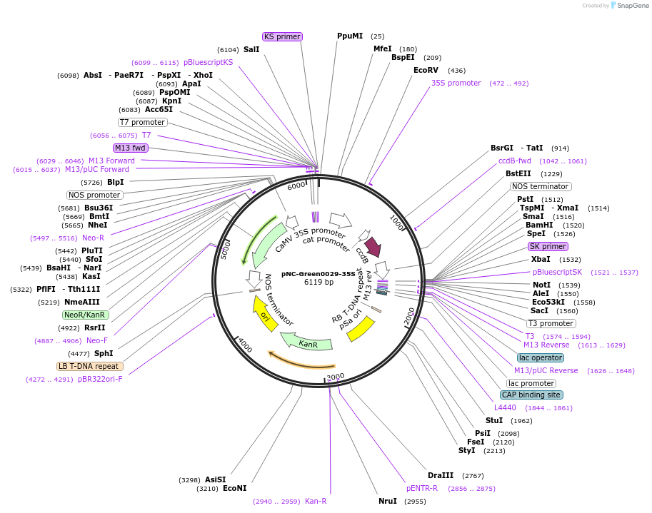 193395-plasmid-map-sequence-id-383230