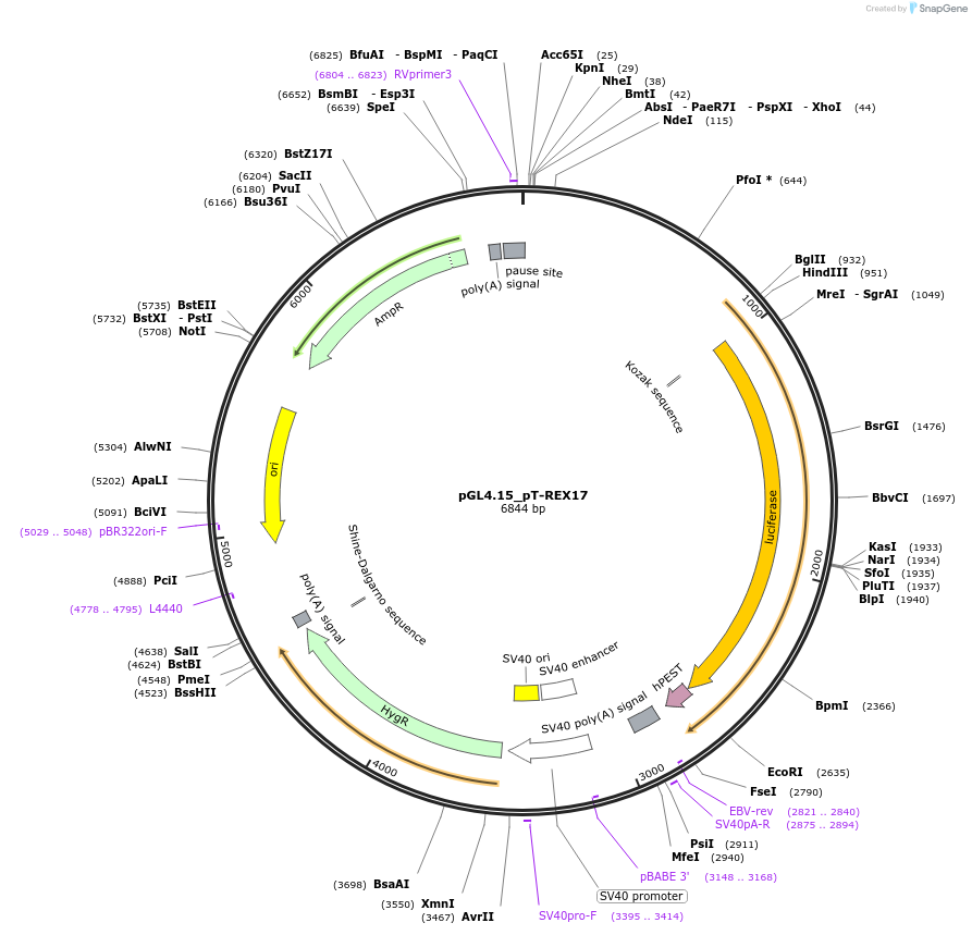 195497-plasmid-map-sequence-id-383244