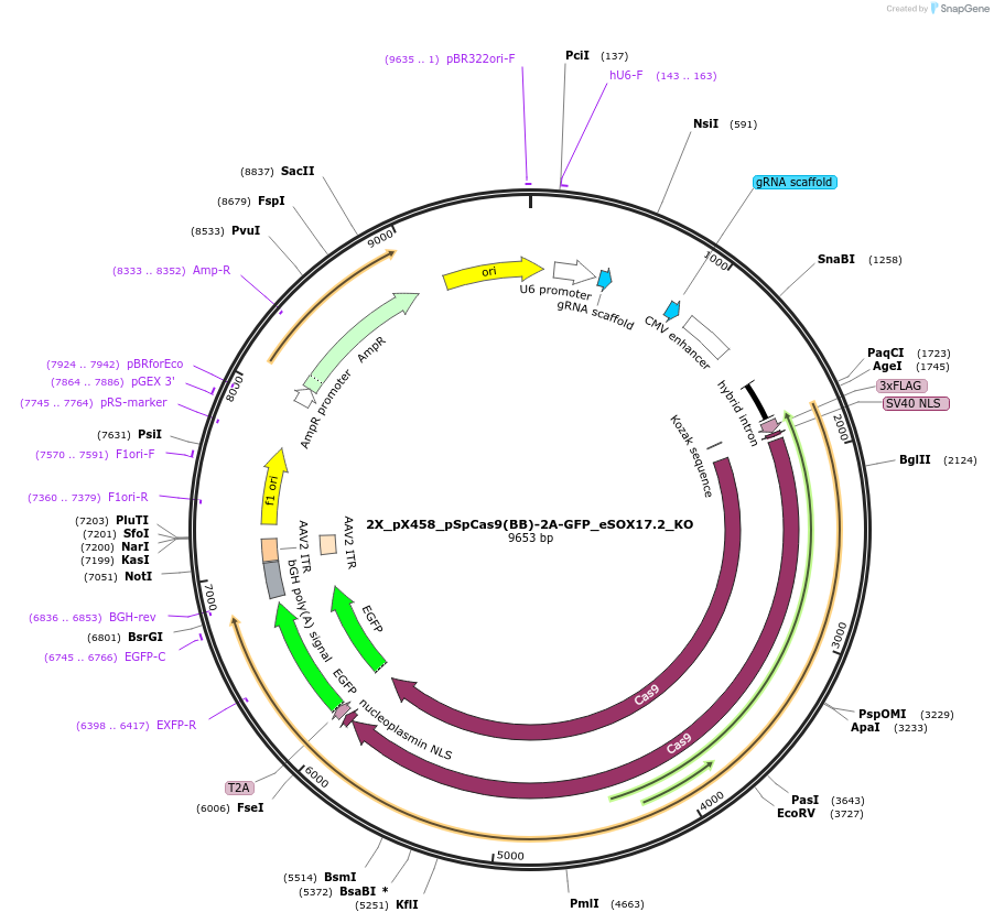 195495-plasmid-map-sequence-id-383255