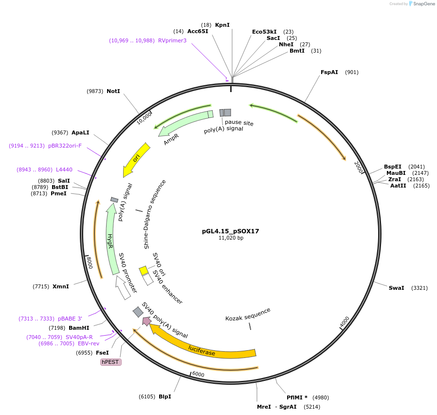 195496-plasmid-map-sequence-id-383256