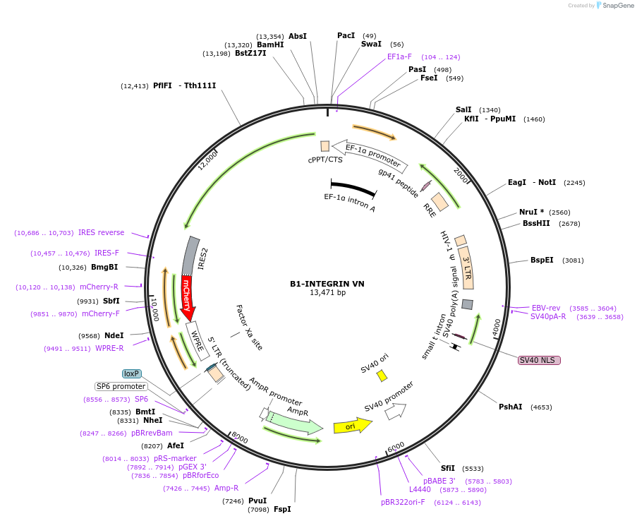 195216-plasmid-map-sequence-id-383260