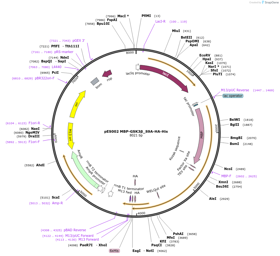196184-plasmid-map-sequence-id-383263