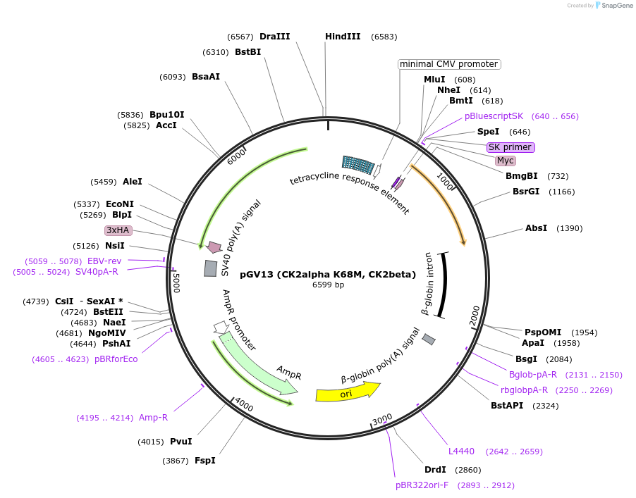 27094-plasmid-map-sequence-id-38351