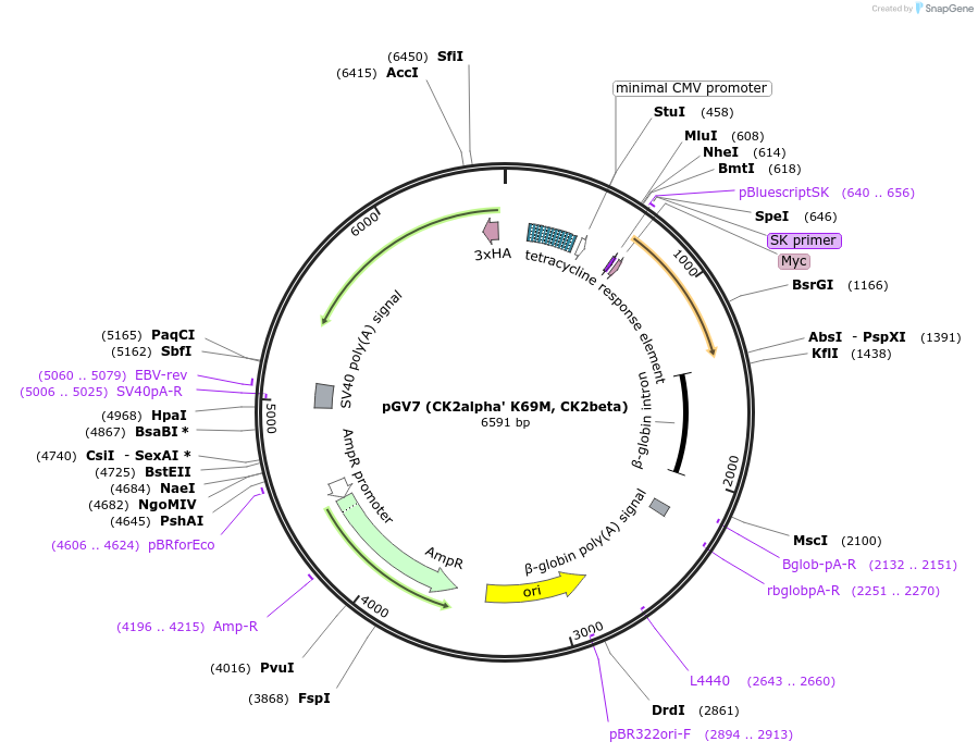 27095-plasmid-map-sequence-id-38352