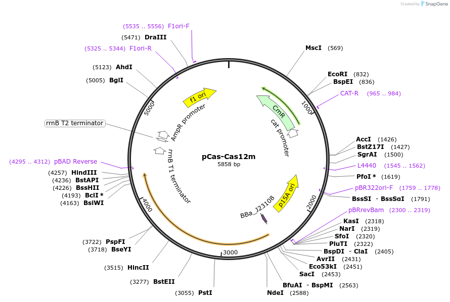 192274-plasmid-map-sequence-id-383604
