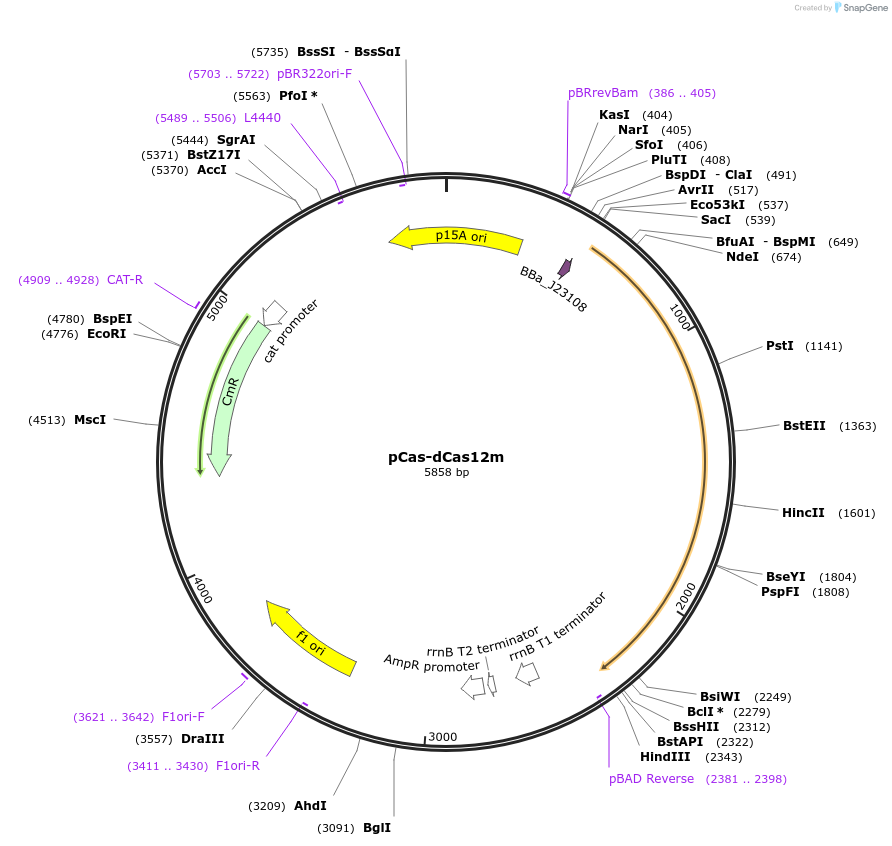 192275-plasmid-map-sequence-id-383605