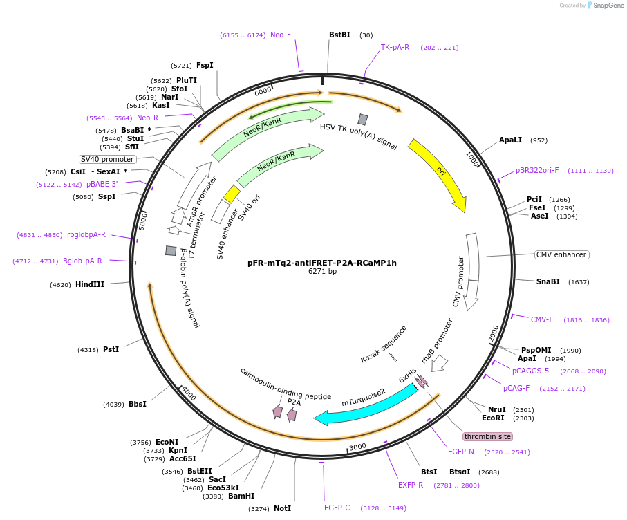 191467-plasmid-map-sequence-id-383617