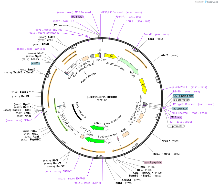 194882-plasmid-map-sequence-id-383621