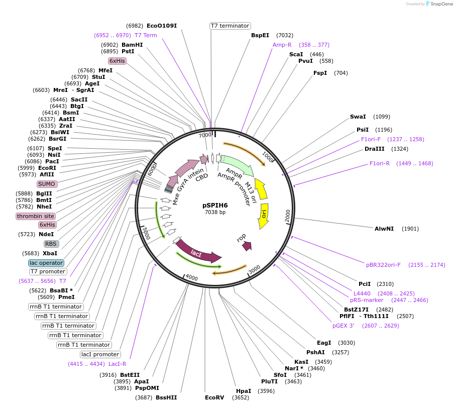190676-plasmid-map-sequence-id-383624