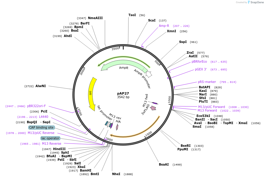 194706-plasmid-map-sequence-id-383628