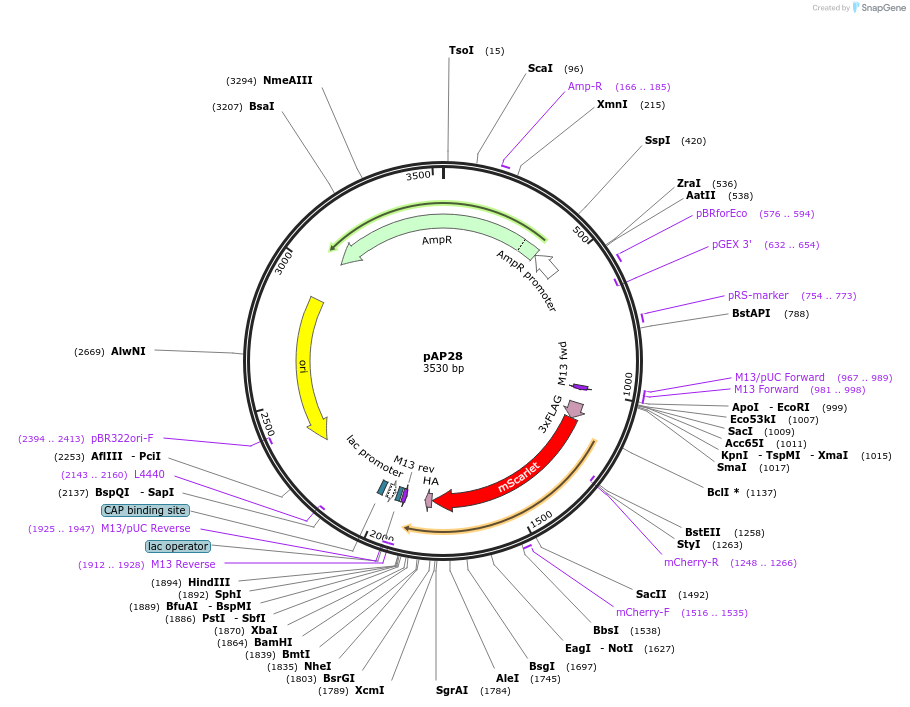194707-plasmid-map-sequence-id-383629