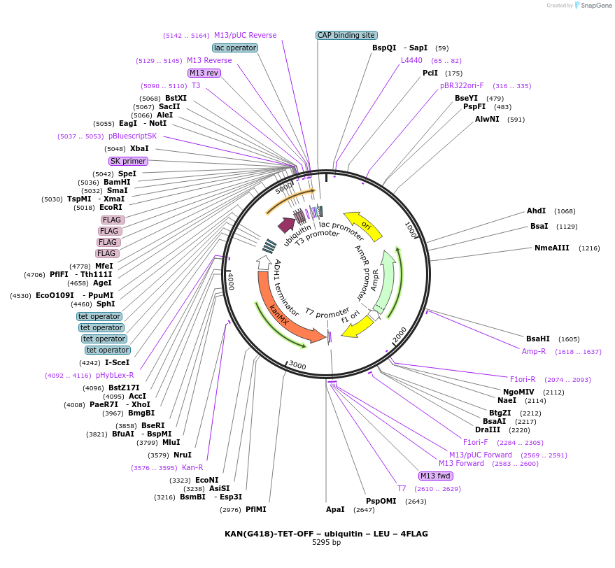 193317-plasmid-map-sequence-id-383630