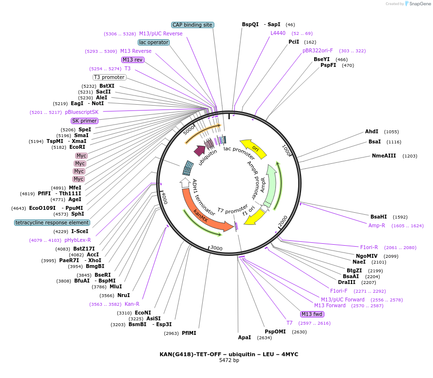 193318-plasmid-map-sequence-id-383635