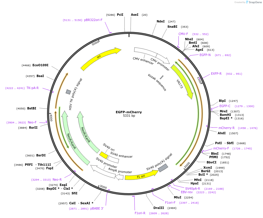 193553-plasmid-map-sequence-id-383661