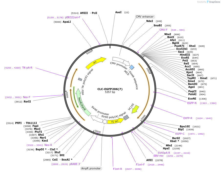 193575-plasmid-map-sequence-id-383667