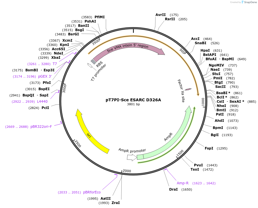 195609-plasmid-map-sequence-id-383672