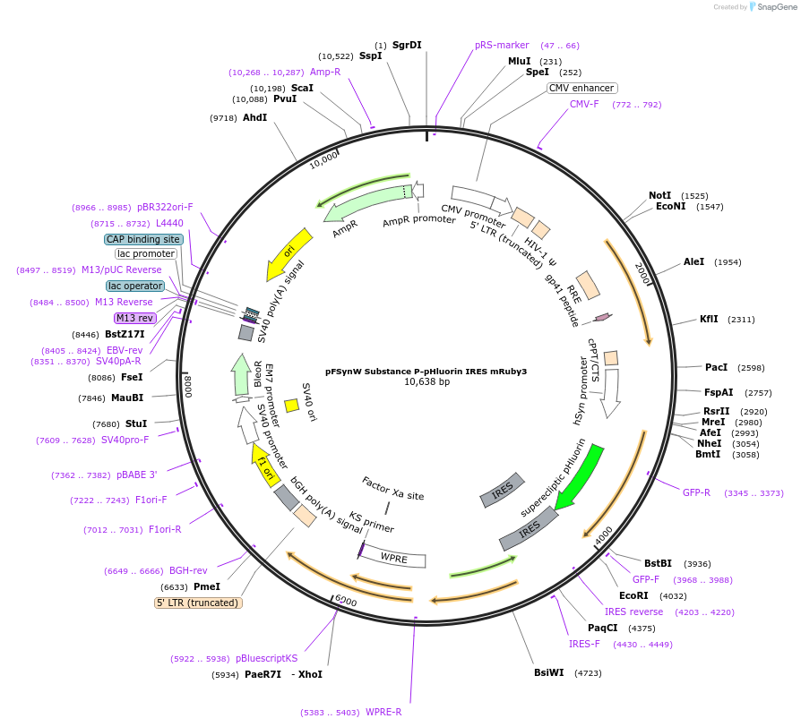 195699-plasmid-map-sequence-id-383681