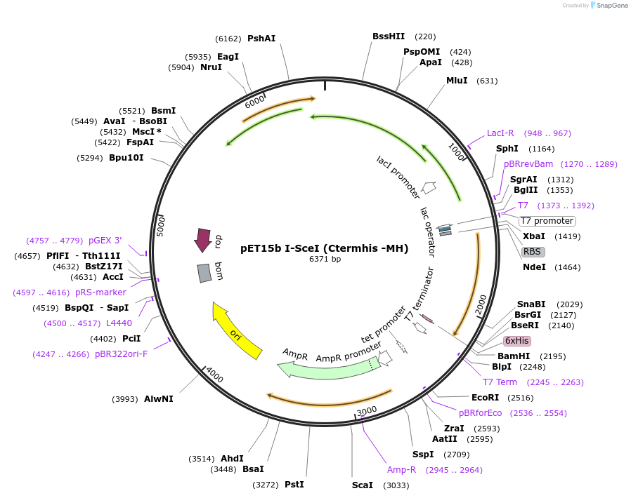 195613-plasmid-map-sequence-id-383682