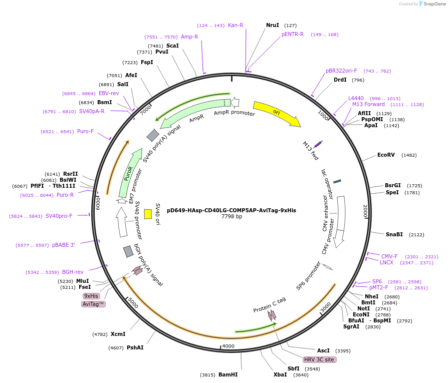 157200-plasmid-map-sequence-id-383693