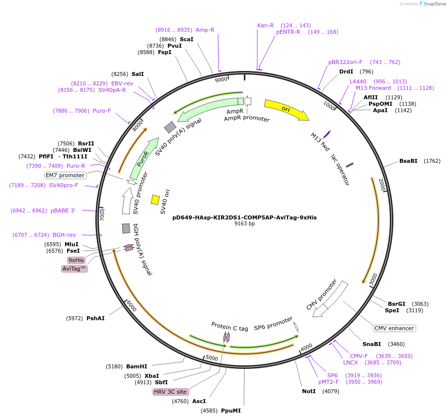 157239-plasmid-map-sequence-id-383695