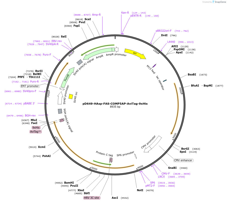 157106-plasmid-map-sequence-id-383697