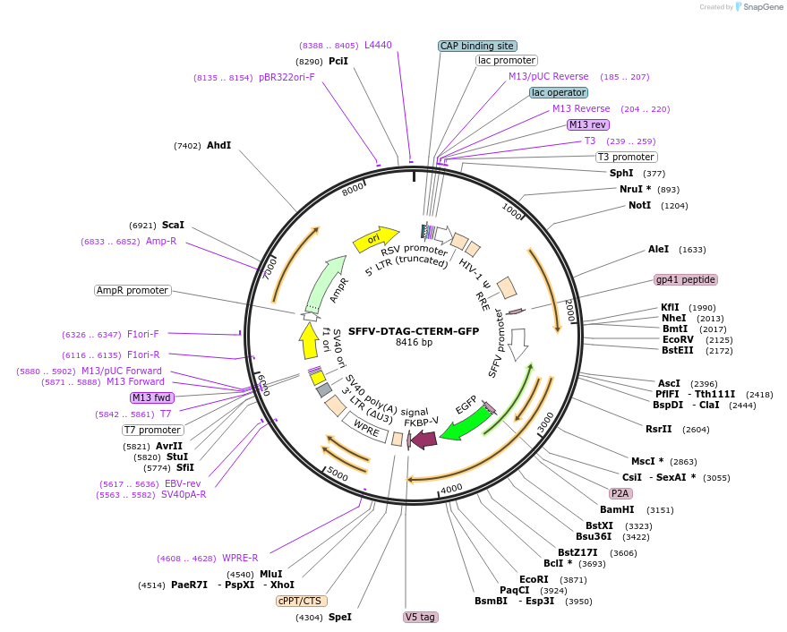 185765-plasmid-map-sequence-id-383716