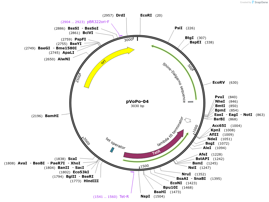 187839-plasmid-map-sequence-id-383719