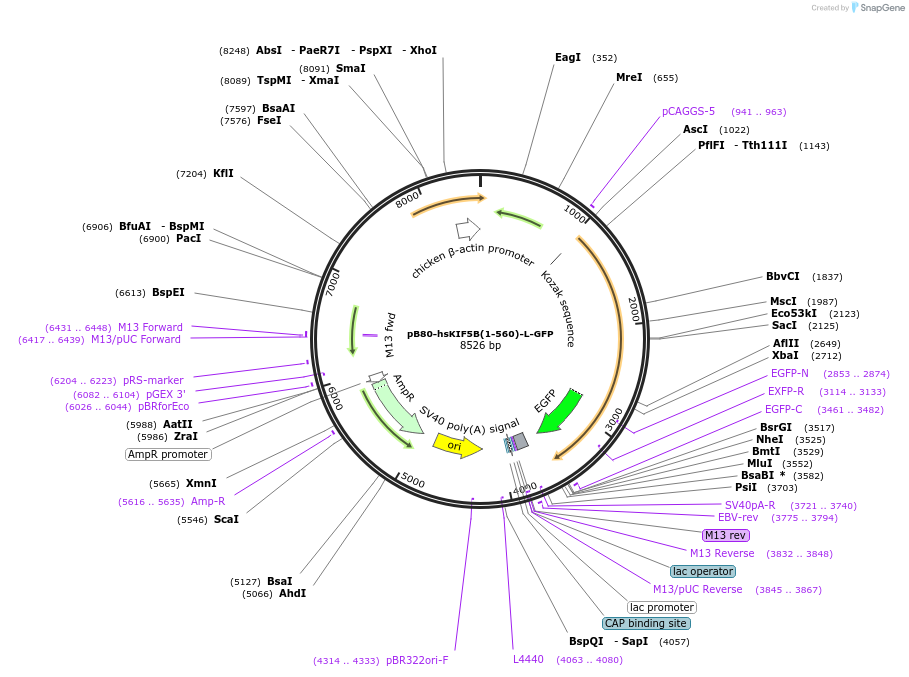193716-plasmid-map-sequence-id-383721
