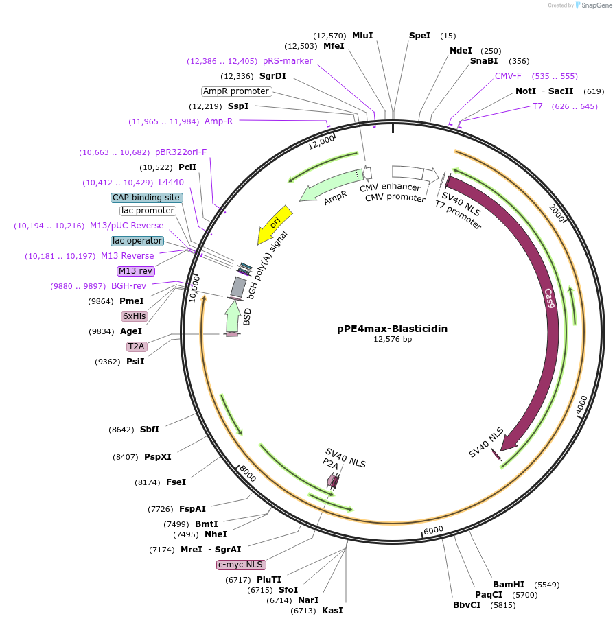 194905-plasmid-map-sequence-id-383725