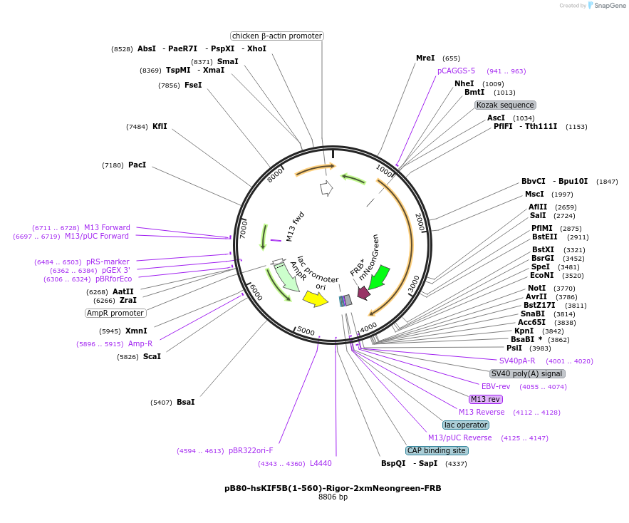 193717-plasmid-map-sequence-id-383726