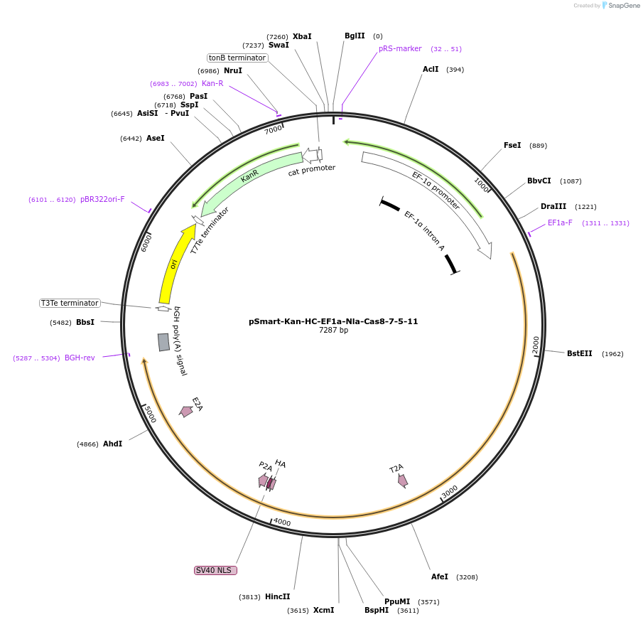 193752-plasmid-map-sequence-id-383727