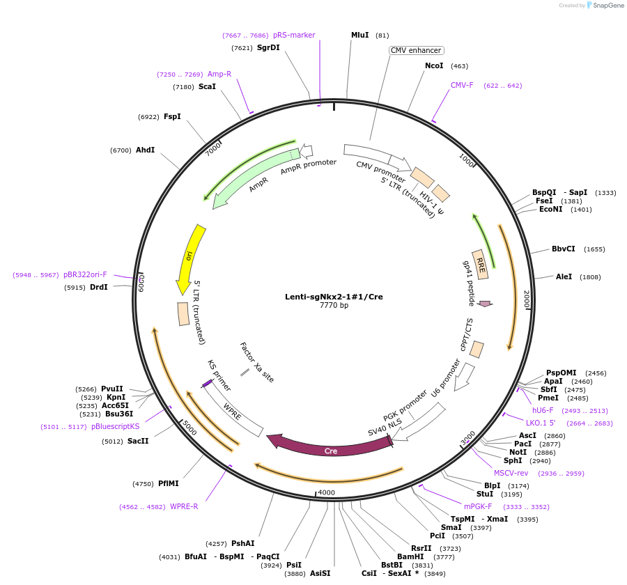193221-plasmid-map-sequence-id-383729