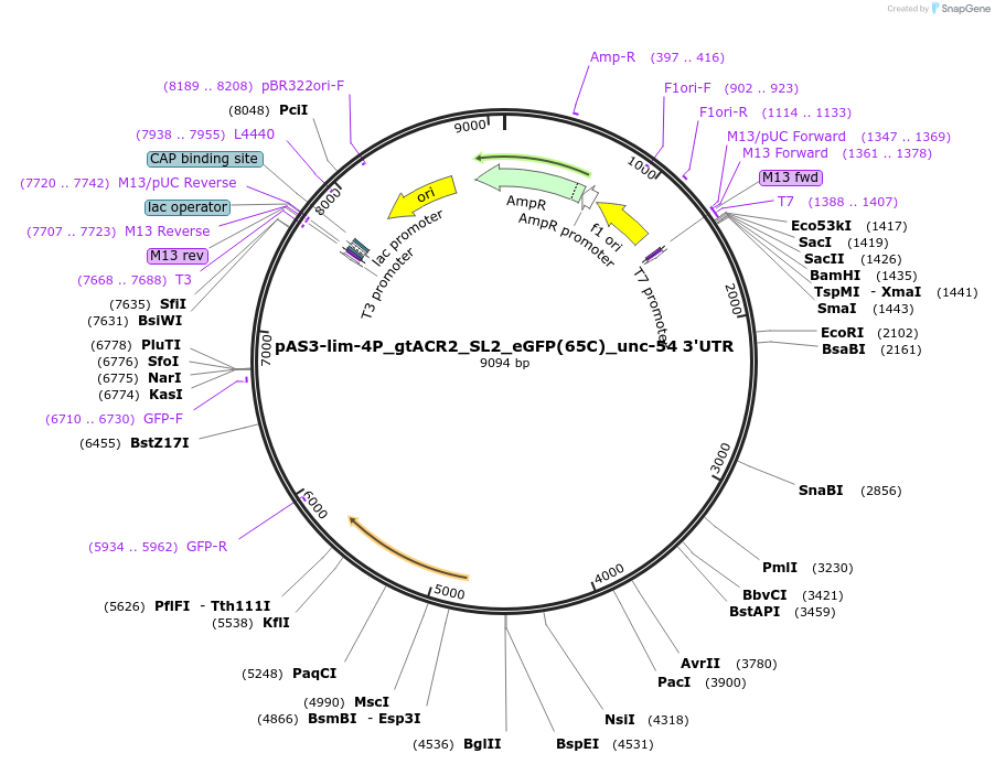 195853-plasmid-map-sequence-id-383741