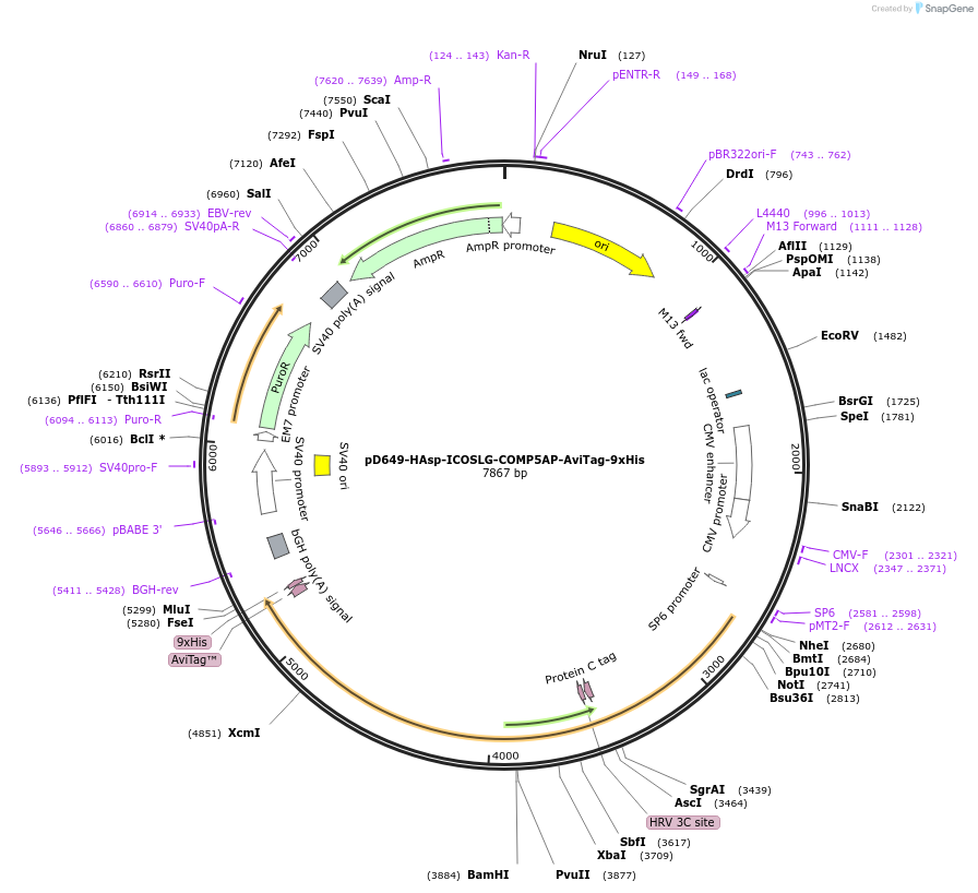 157254-plasmid-map-sequence-id-383746
